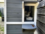 Association Giramondu - Lieu de vie et d'accueil Campamondu dans la Manche - Chats
